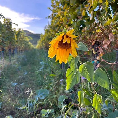 Pfälzer Traumblick * Sankt Martin