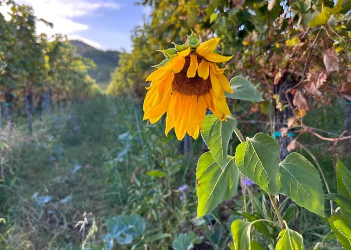 Pfälzer Traumblick * Sankt Martin